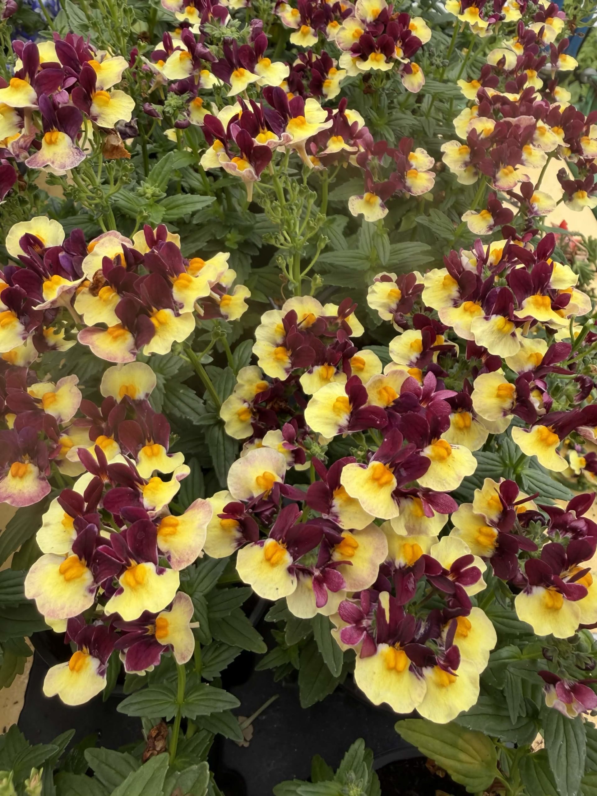 Nemesia Raspberry lemonade – Image 2
