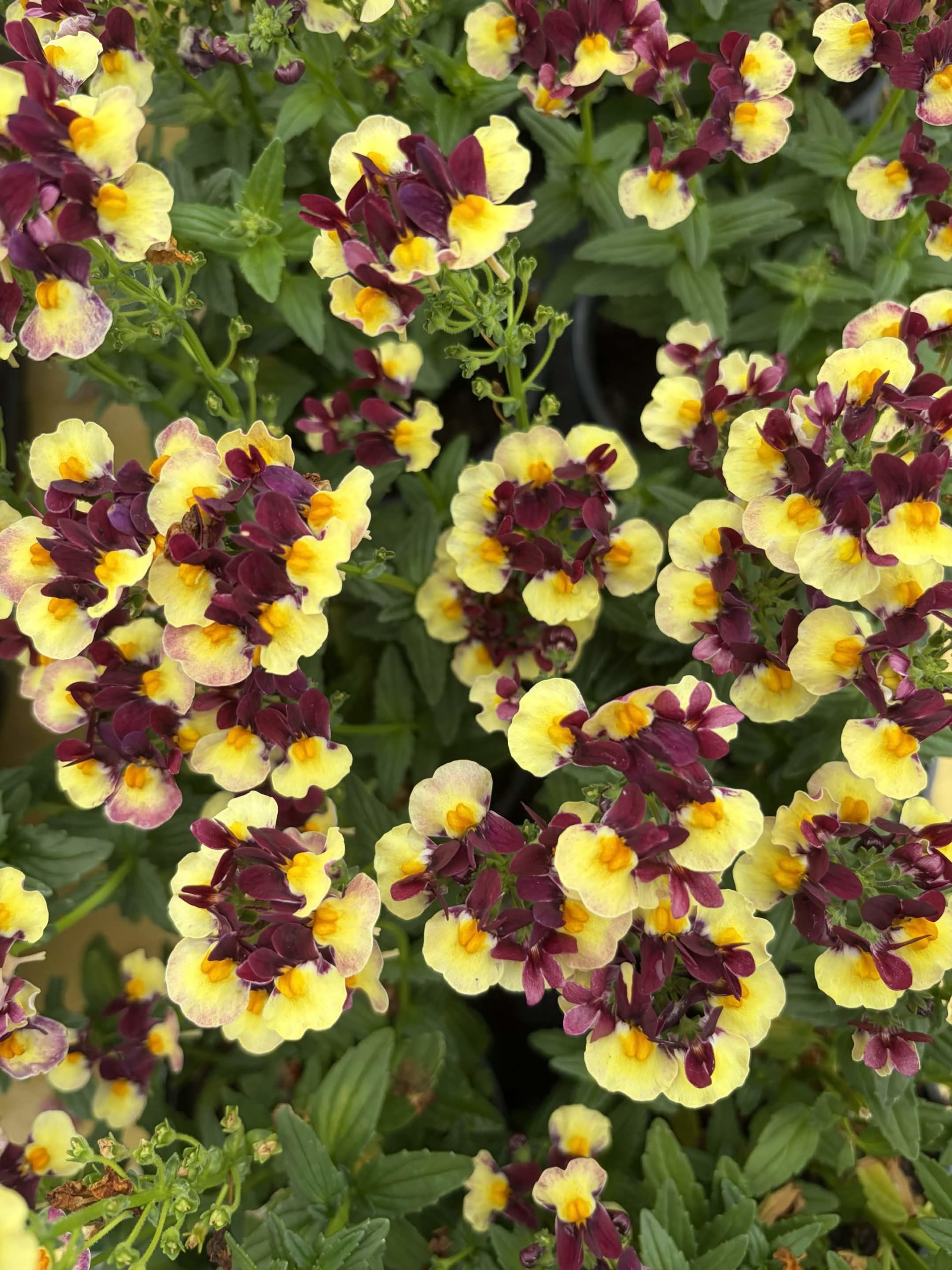 Nemesia Raspberry lemonade – Image 3