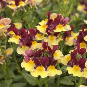 Nemesia Raspberry lemonade