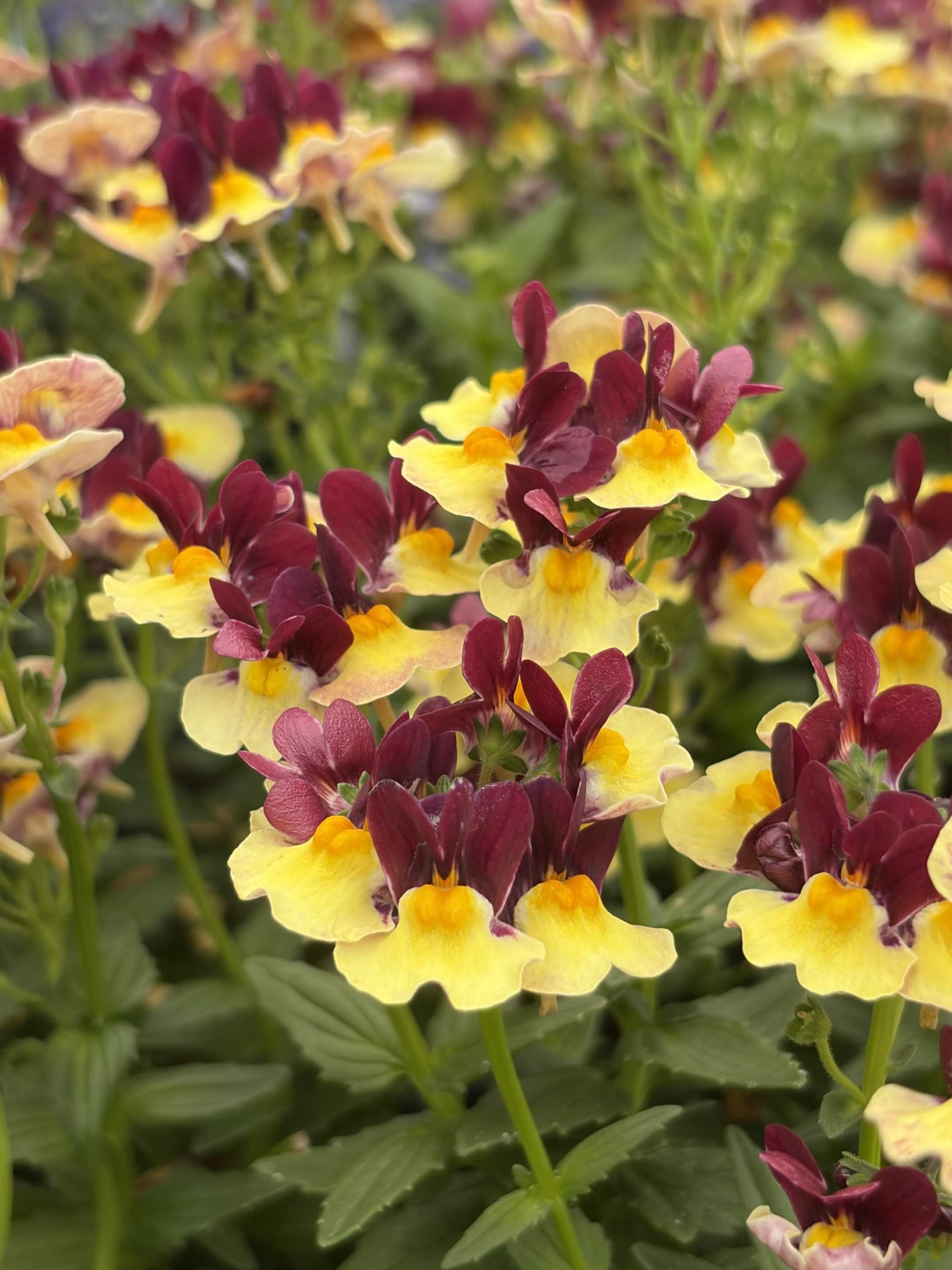 Nemesia Raspberry lemonade