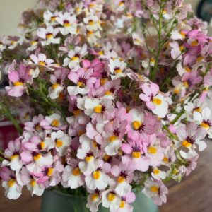 Némésias Lychee