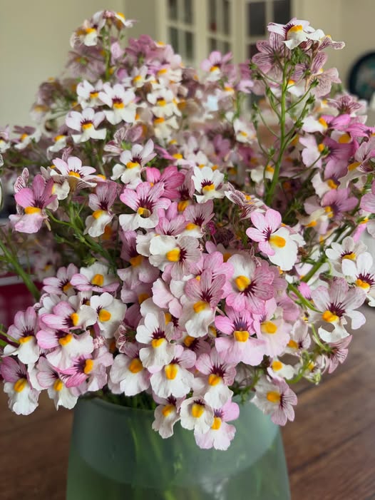 Némésias Lychee