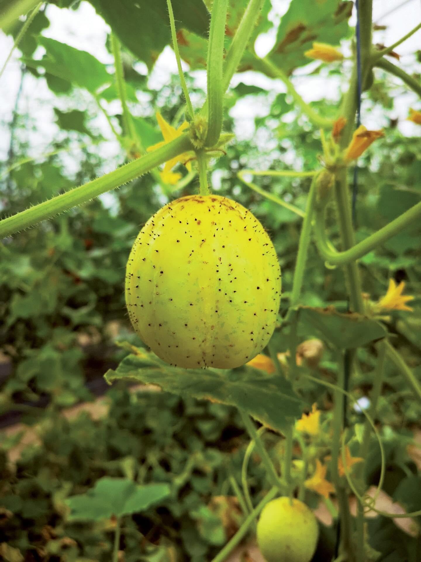 Concombre Citron – Image 2