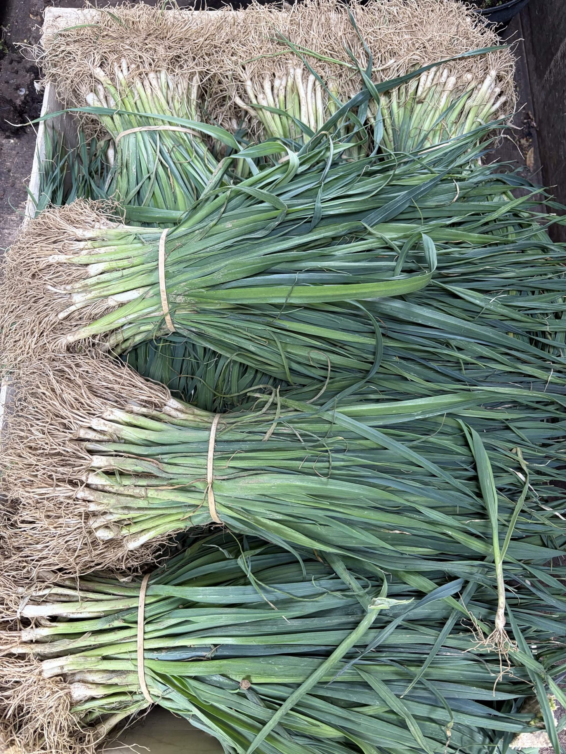 Poireau Bleu de Solaise – Image 2