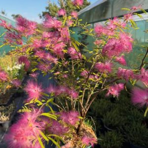 Calliandra Dixie Pink
