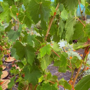 Vigne Cardinal